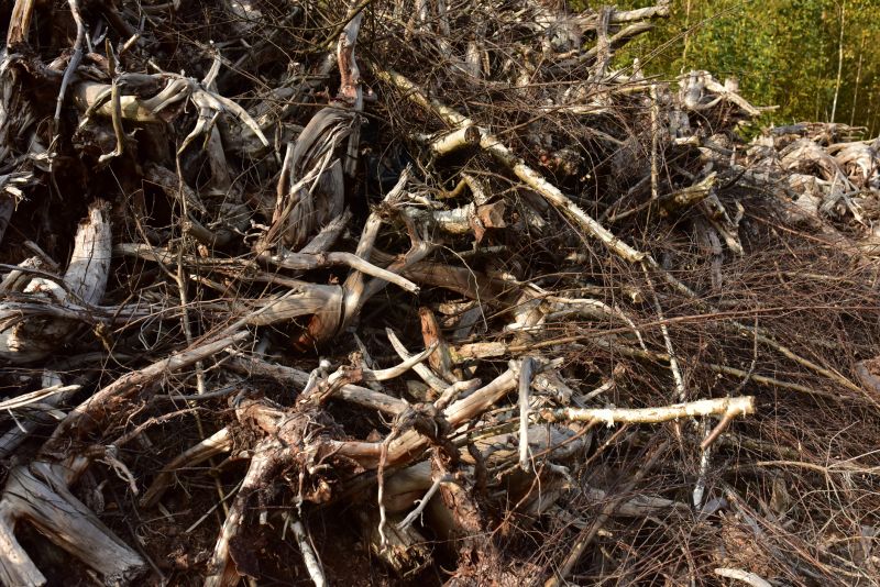 Undergrowth Removal in Atlanta, GA