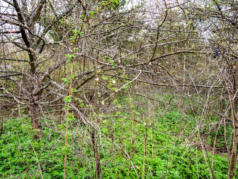 Undergrowth Removal in Atlanta, GA